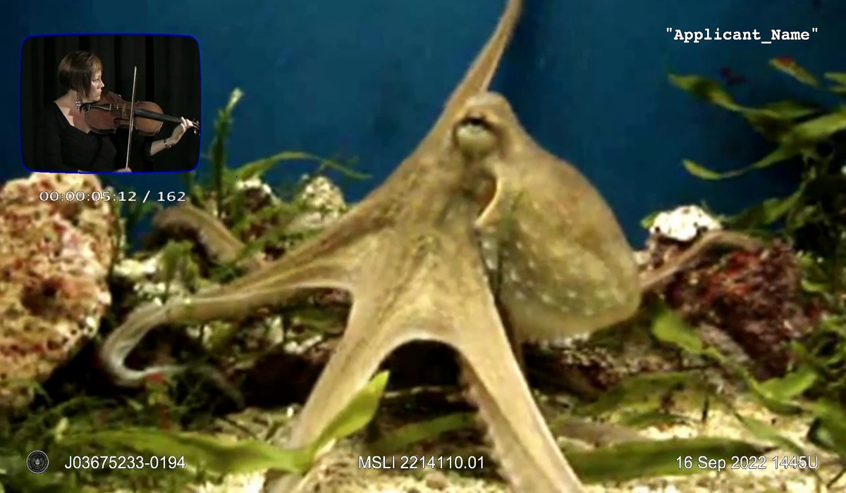 Video still from "Military Sea Life: Recruits!" showing Incommunicado playing viola to an octopus in a fish tank
