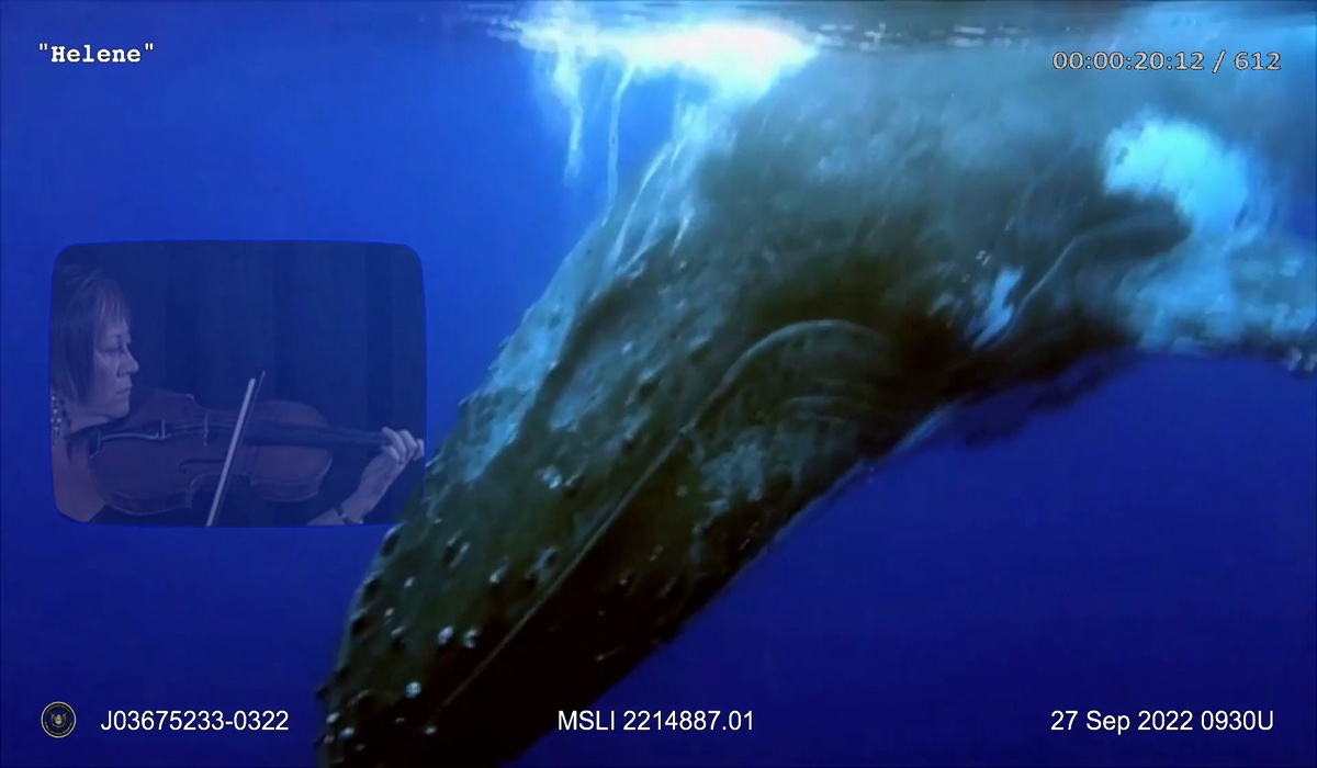 Video still from "Military Sea Life: Recruits!" showing an attempt to interview Helene, a whale